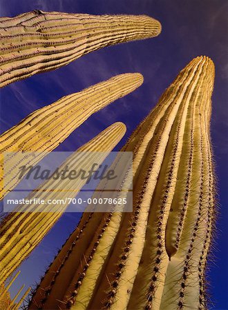 Suchen Sie oben an der Saguaro Cactus Saguaro-Nationalpark Arizona, USA