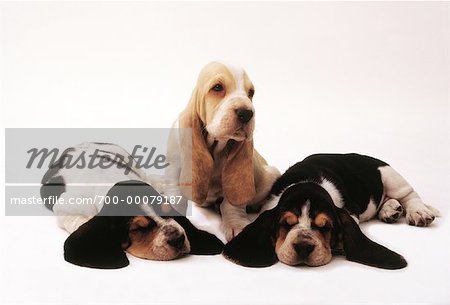 Three Basset Hound Puppies