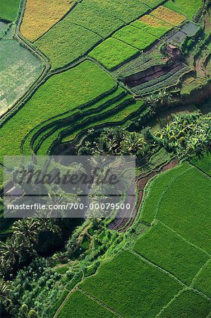 Vue aérienne de champs de riz en terrasses Bali, Indonésie