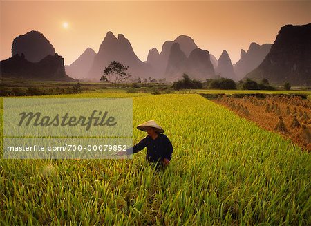 Farmer Spraying Rice Field Near Yangshuo, Guangxi Region China