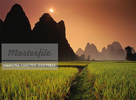 Champs de riz récolté au coucher du soleil près de Yangshuo, Chine région du Guangxi