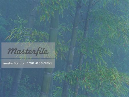 Bambus im Nebel in der Nähe von Longsheng, Provinz Guangxi, China