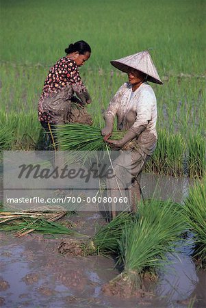 Arbeitnehmer in Reis Feld Kedah, Malaysia