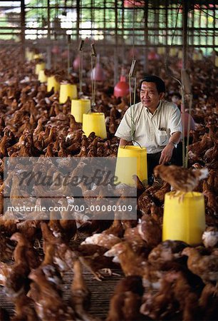 Production de poulets et des œufs à l'idéal Multifeed ferme Brunei Darussalam