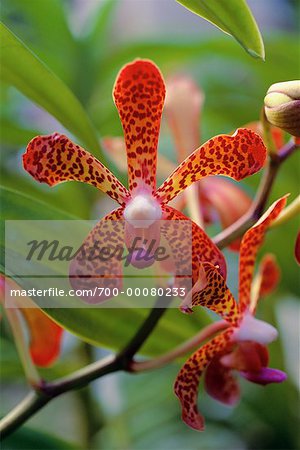 Close-Up of Orchid in Botanic Gardens Singapore
