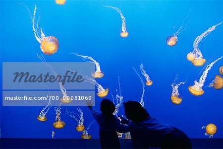 Back View of Mother and Child Looking at Jellyfish in Aquarium Monterey Bay, California, USA