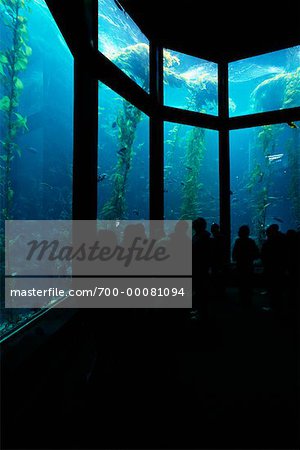 Vue arrière du regarder les poissons au Monterey Bay Aquarium Monterey, California, USA