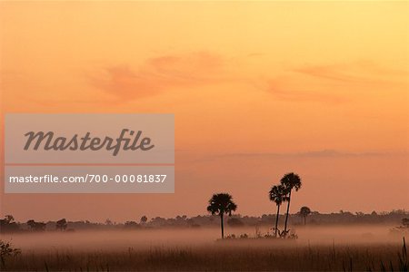 Palmen und Nebel in der Abenddämmerung, Everglades National Park, Florida, USA