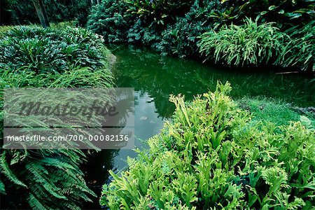 La lagune et le feuillage dans les jardins botaniques de Singapour