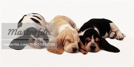 Three Basset Hound Puppies Sleeping