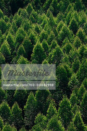 Vue aérienne de la forêt au Brésil