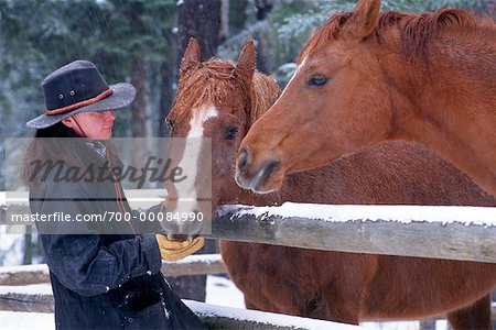 Femme chevaux par la barrière de l'alimentation en hiver