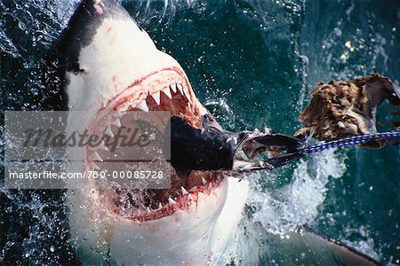 Feeding Great White Shark Hermanus, South Africa