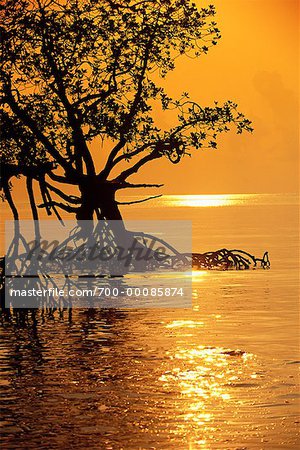 Silhouette des arbres de la Mangrove dans l'eau à Sunrise Havelock îles, îles Andaman Inde