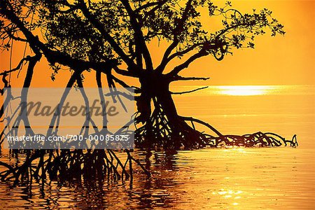 Silhouette des arbres de la Mangrove dans l'eau à Sunrise Havelock îles, îles Andaman Inde