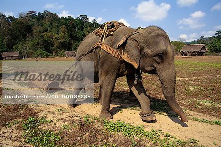 Elefanten ziehen Log auf Elephant Training Camp Madhuban, Andamanen, Indien