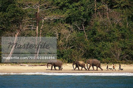 Men und Elefanten Wandern am Strand bei Elephant Training Camp Andamanen, Indien