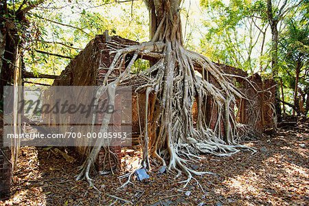 Building Covered in Tree Roots Ross Island, Port Blair Andaman Islands, India