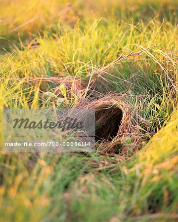 Close-Up of Rabbit Burrow