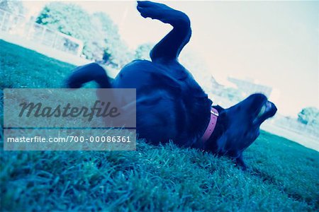 Dog Rolling on Grass