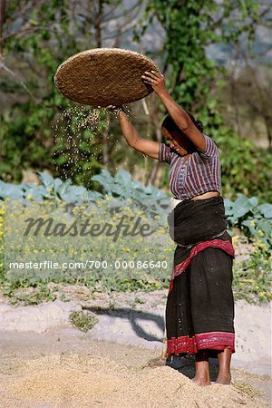 Femme à la récolte de riz vallée de Kathmandu, Népal
