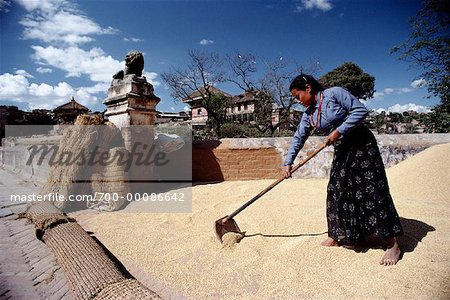 Woman Harvesting Rice Kathmandu Valley, Nepal