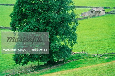 Arbres sur des terres agricoles Swaledale, Yorkshire, Angleterre