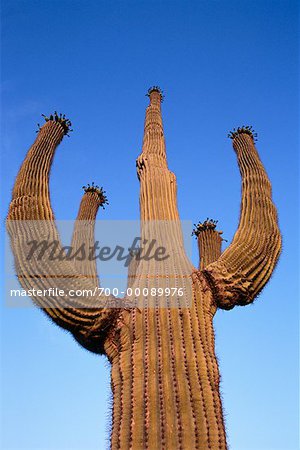 Kandelaberkaktus in Wüste