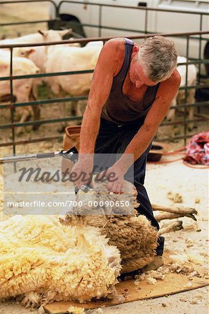 Lilydale Australie Show agricole de tonte des moutons