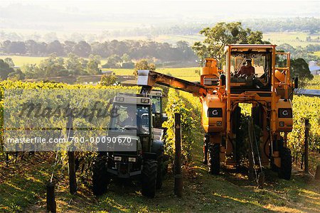 Harvest Coldstream Hills Winery Yarra Valley, Australia