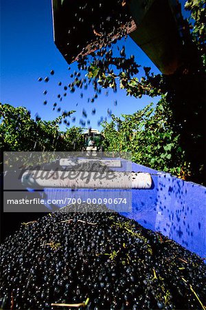 Harvest Guill de Pury's Vineyard Yarra Valley, Australia