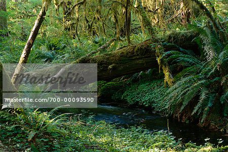 Hoh Rainforest Olympic National Park Washington, Etats-Unis