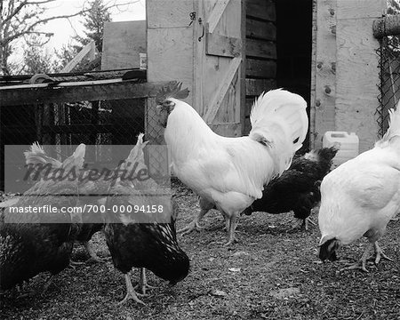 Chicken Coop