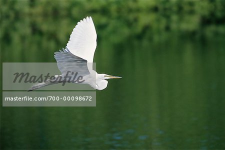 Grande aigrette