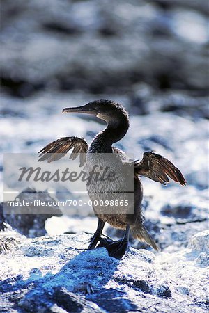 Cormoran aptère Cormoran aptère