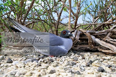 Swallow-Tailed Gull Swallow-Tailed Gull