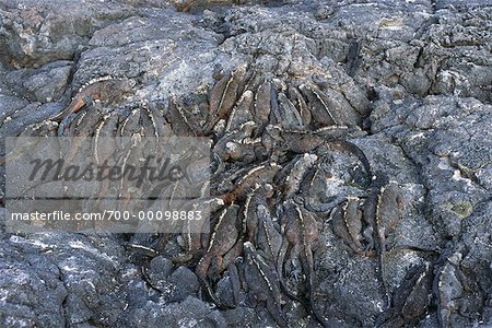 Marine Iguanas