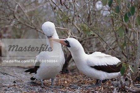 Masked Boobies Masked Boobies