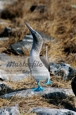 Fou à pieds bleus