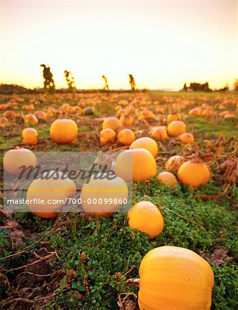 Champ de citrouilles