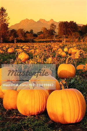 Champ de citrouilles