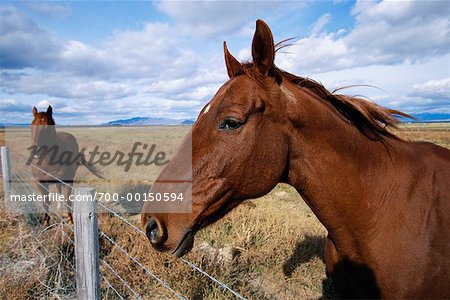 Chevaux