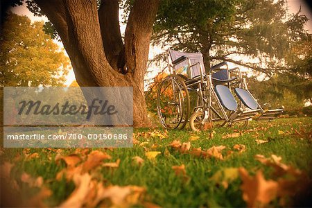 Wheelchair by Tree