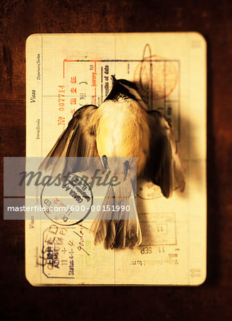 Dead Bird on Passport