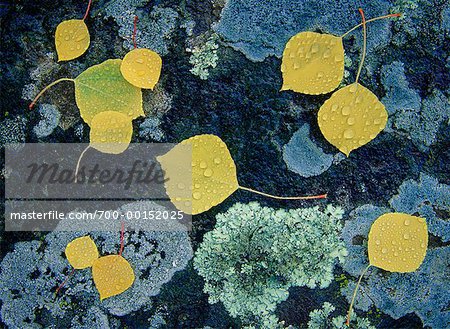 Autumn Leaves and Lichen