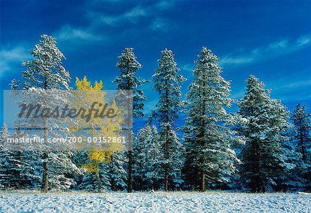 Snow Covered arbres