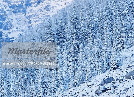 Schneebedeckte Bäume am Berg