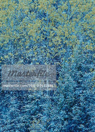 Snowfall over Trees