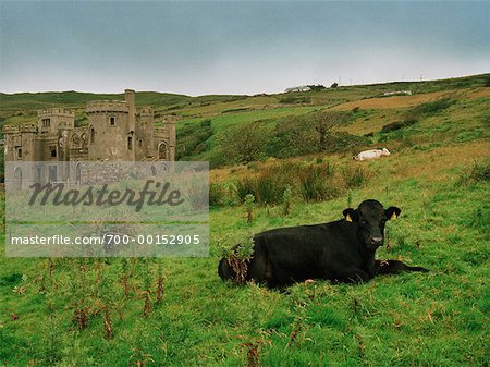 Cow in Front of Clifden Castle Ireland