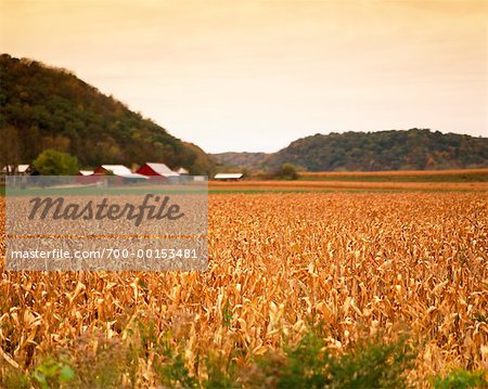 La ferme et le champ de maïs